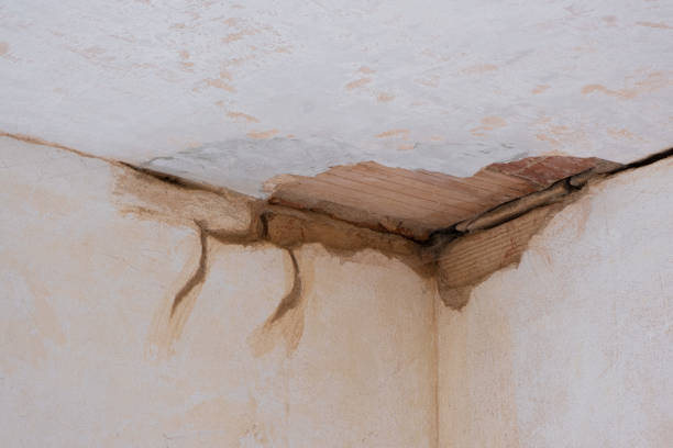 Best Carpet water damage restoration  in Royal Oak, MI