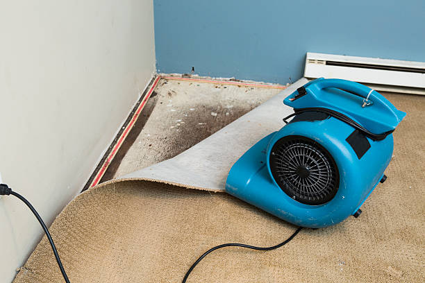 Best Water damage restoration mold remediation  in Royal Oak, MI